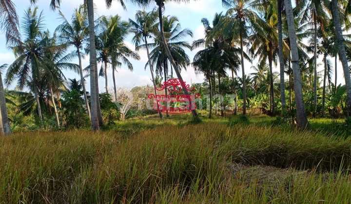 Tanah Jual Lokasi Singakerta Tanah Jual Lokasi Singakerta