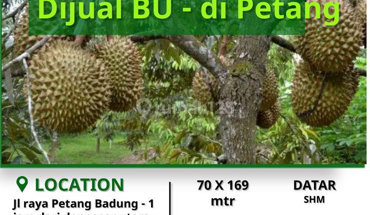 Tanah murah bonus durian 125 juta setahun 2