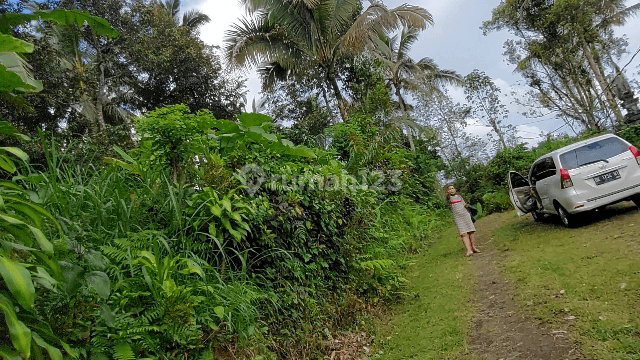 Cheap land, bonus durian 125 million a year 2