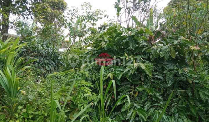 Tanah Jual Lokasi Dausa 1