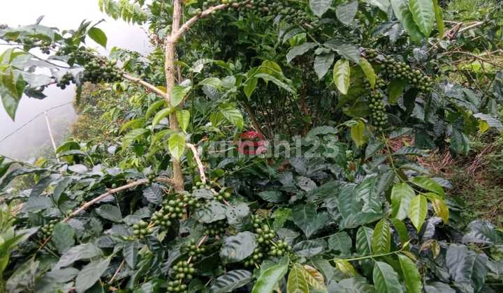 Tanah Jual Lokasi Dausa 2