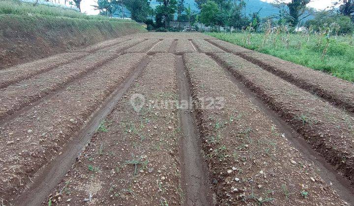 MURAH! Tanah Kebun Samping Jalan Strategis Jl. Raya Cipanas - Cianjur 1