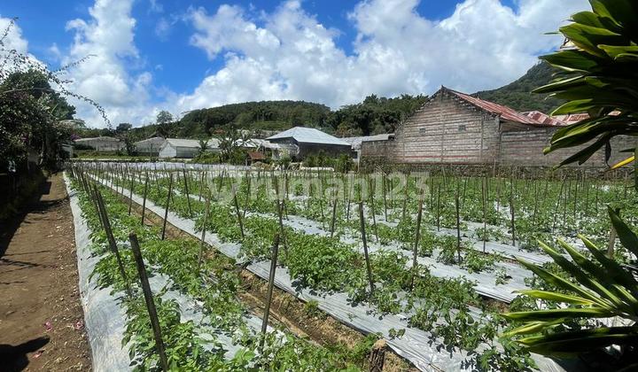 Super Hot CHEAPEST Land with HUGE Area in BULELENG BALI