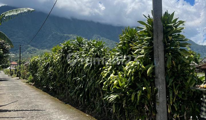 Super Hot CHEAPEST Land with HUGE Area in BULELENG BALI