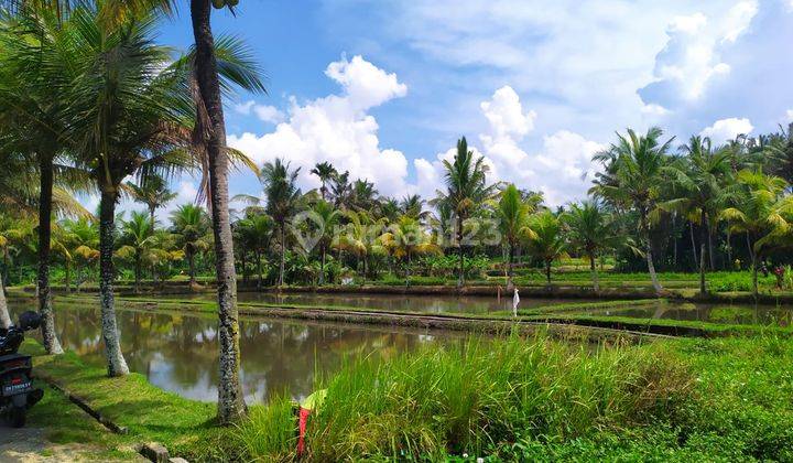 Plot of land with beautiful rice paddy view in the hunt near the city of Gianyar 1