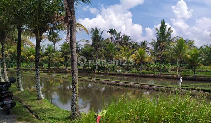 Tanah kavling view sawah cantik di buruan dekat kota Gianyar 2