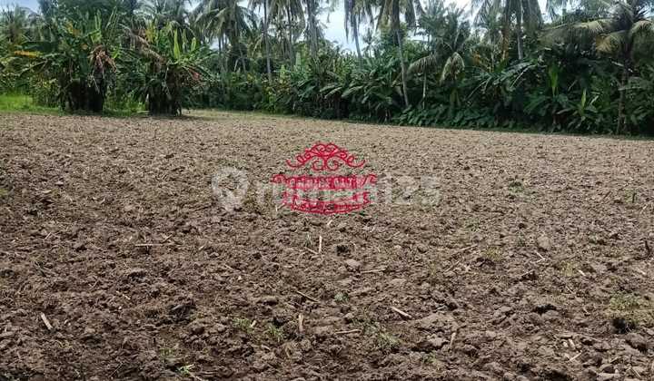 Land for Sale in Pengulon Location