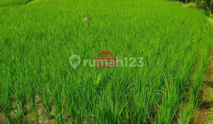 Tanah Jual Lokasi Nyambu Tanah Jual Lokasi Nyambu