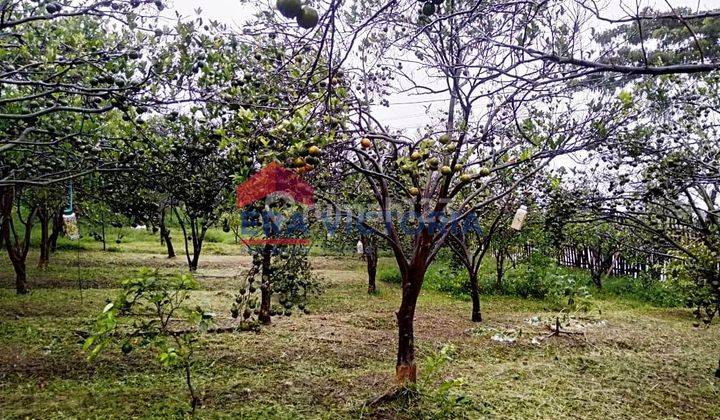 Tanah Luas Kawasan Wisata Petik Jeruk Kedoya Merjosari, Ada Kebun Jeruk 1