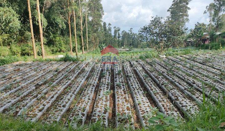 Tanah Cocok Untuk Agro Bisnis Parongpong Lembang Bandung Barat 1