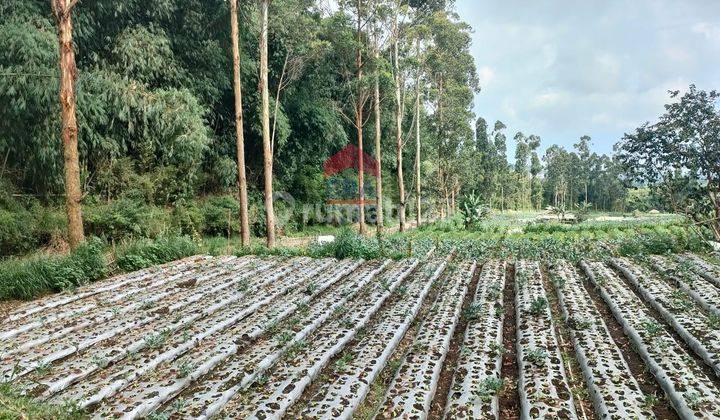 Tanah Cocok Untuk Agro Bisnis Parongpong Lembang Bandung Barat 2