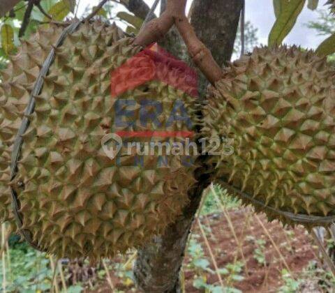 Tanah Dan Kebun Duren Cianjur Jawa Barat 2