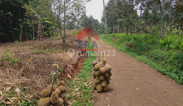 Tanah Dan Kebun Duren Cianjur Jawa Barat 1