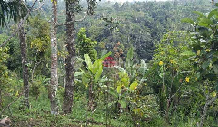 Land for Sale Location Puhu Land for Sale Location Puhu