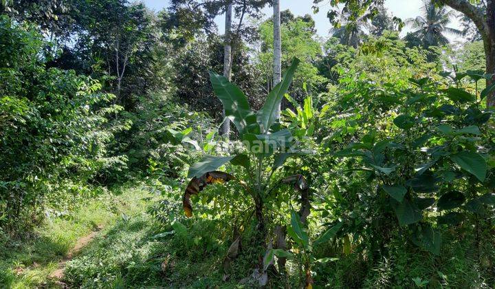 Lahan Kebun Menes Pandeglang 2