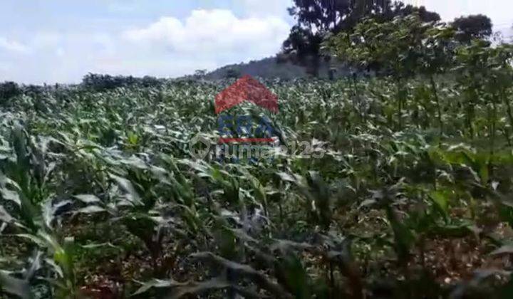 Lahan Kebun Duren Cianjur 1