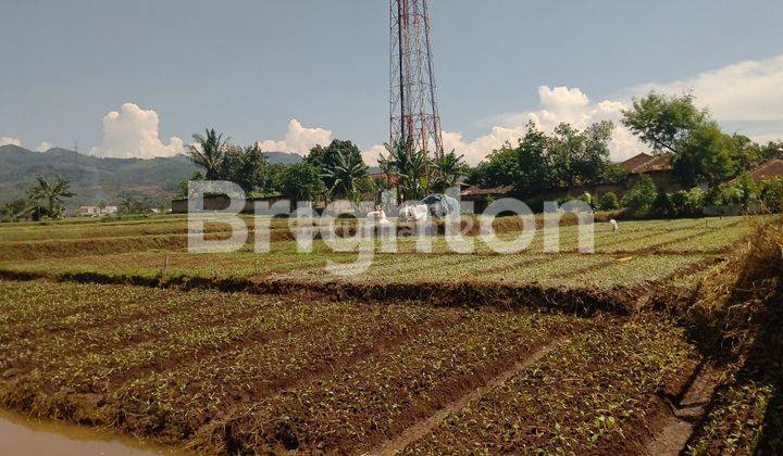 LADANG PRODUKTIF DEKAT VILA KOSONG 1