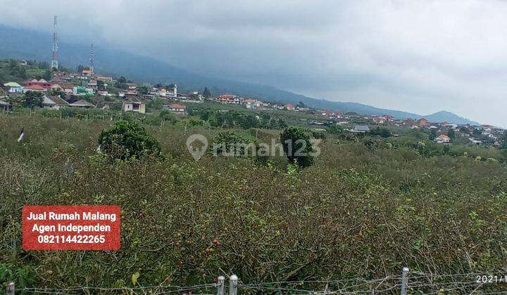 Dijual kebun apel produktif murah luas akses mobil di batu  2