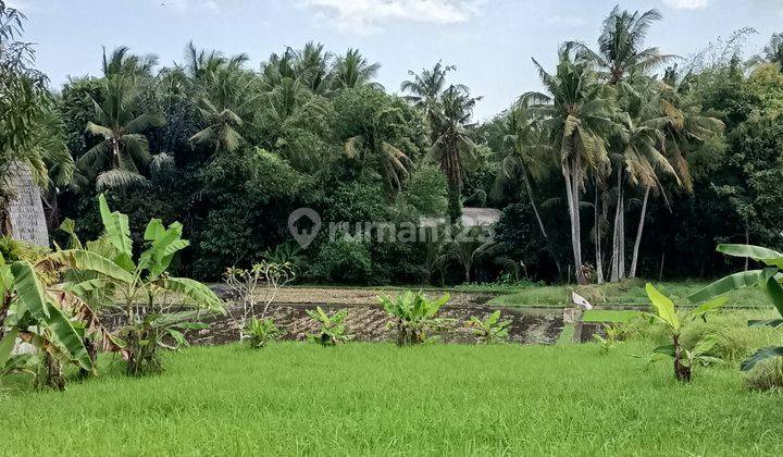 Land in Kedungu with rice field view 15 minutes from Canggu Bali 1