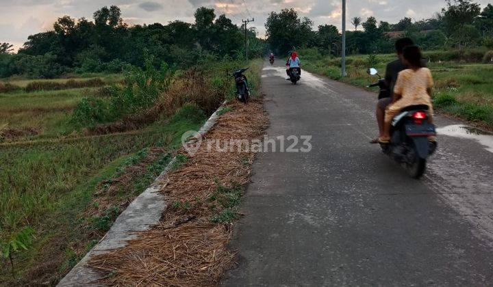  tanah di serang sawah kragilan Luas tanah 50 ha 2