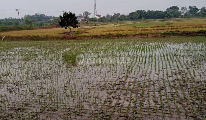  tanah di serang sawah kragilan Luas tanah 50 ha 1