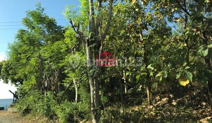Land for Sale Location Pacung