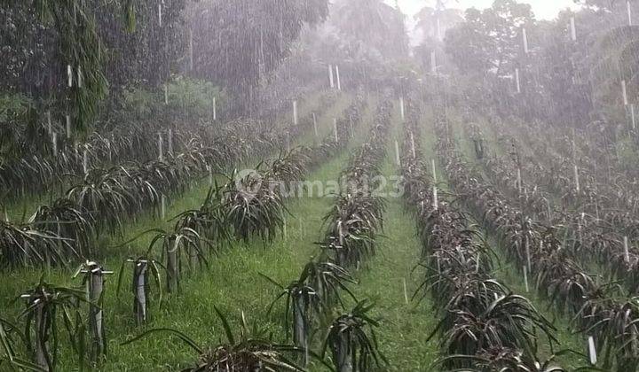 Kebun Buah Naga Ciomas Pabuaran Serang 1