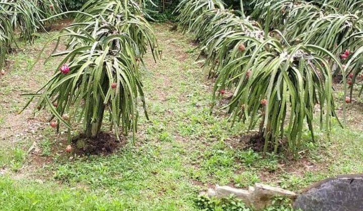 Kebun Buah Naga Ciomas Pabuaran Serang 2