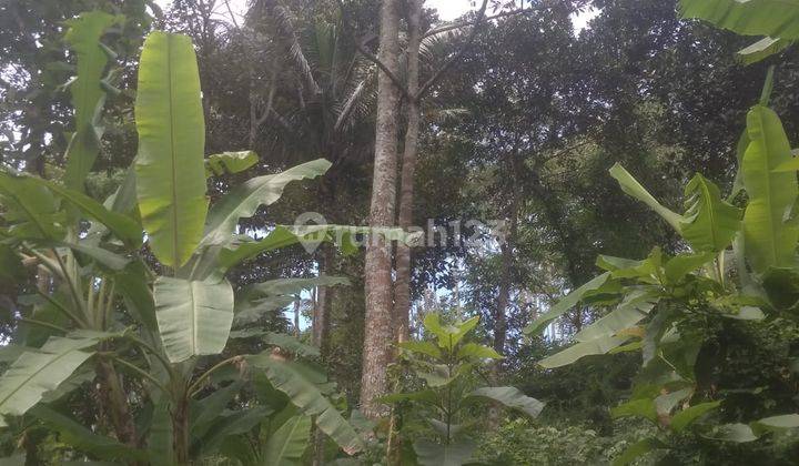  Kebun Durian 626m2 Akses Mobil Matesih  1