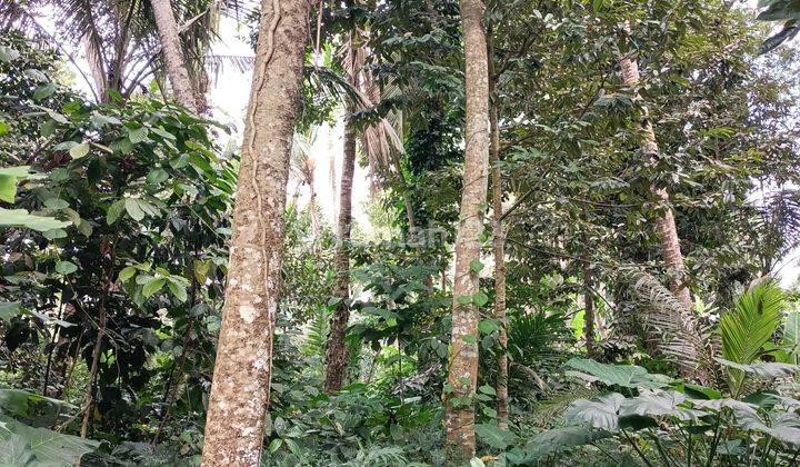 Land for rent with jungle view 15 minutes from Ubud Center Bali 2