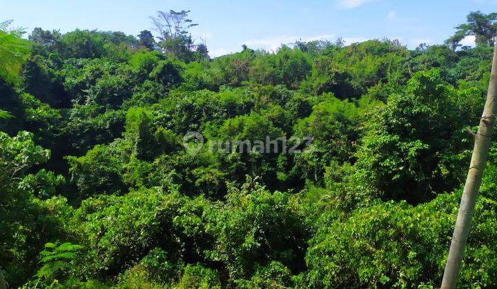 Tanah sangat cocok villa view sungai sawah dan jungle  2