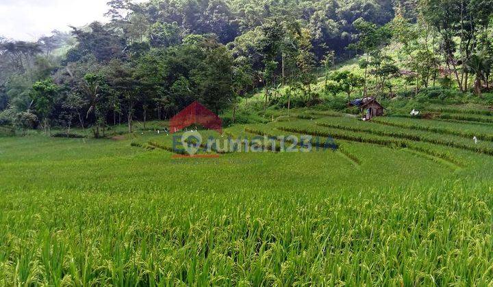 Tanah Sumber Ngepoh, Lawang. Luas Lahan 5000, Harga sangat murah 2