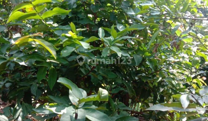 DIJUAL TANAH KEBUN DI JONGGOL 2