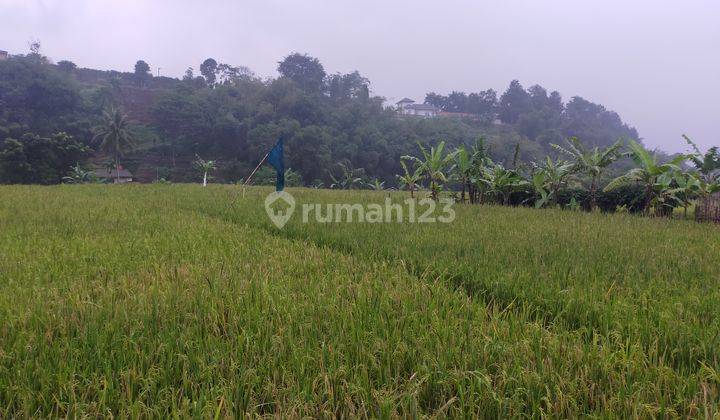 Tanah sawah untuk investasi lokasi sangat strategis air bagus dicaringin  1