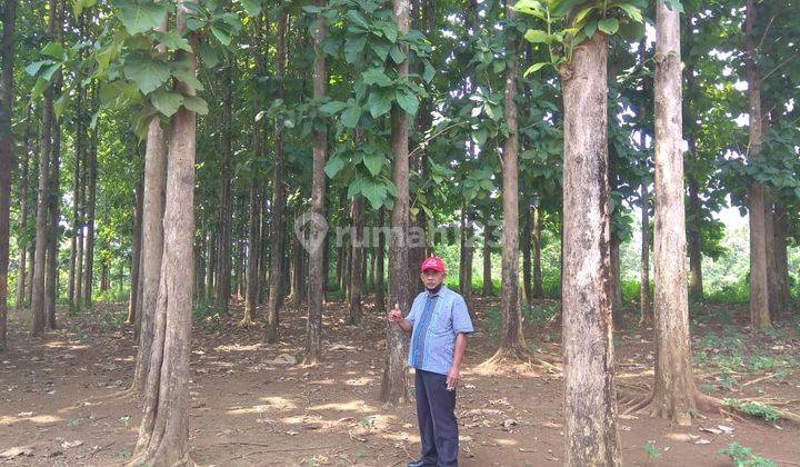 Lahan Tanah Kebun Jati di Ngijo UNNES Gunungpati Semarang 2