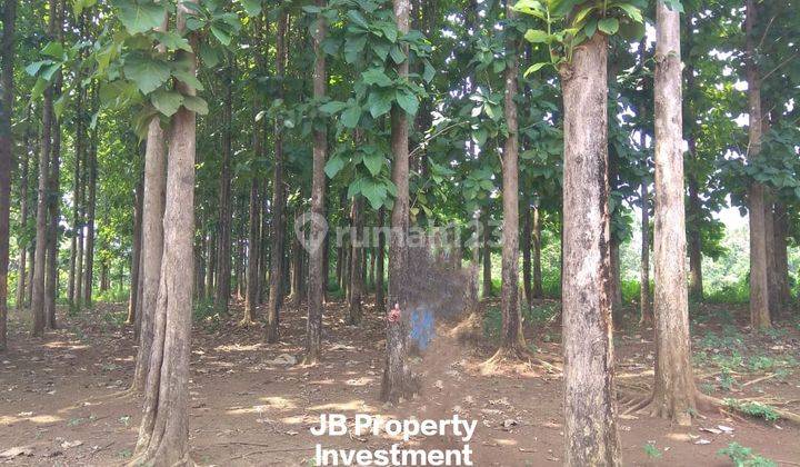 Lahan Tanah Kebun Jati di Ngijo UNNES Gunungpati Semarang 1