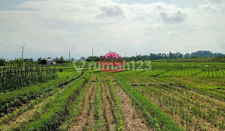 Land for Sale Location Tibubiu