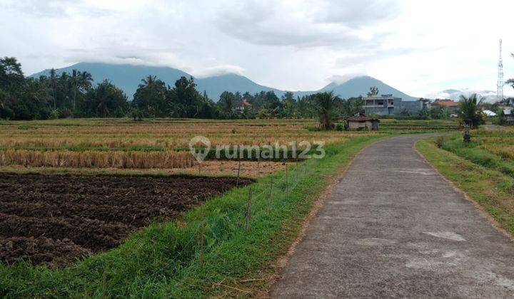 Tanah View Sawah Gunung Keren Harga Murah Di Penebel  1