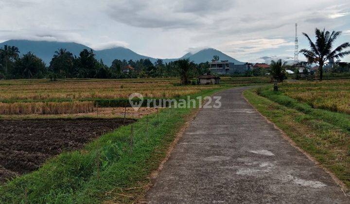 Tanah View Sawah Gunung Keren Harga Murah Di Penebel  2