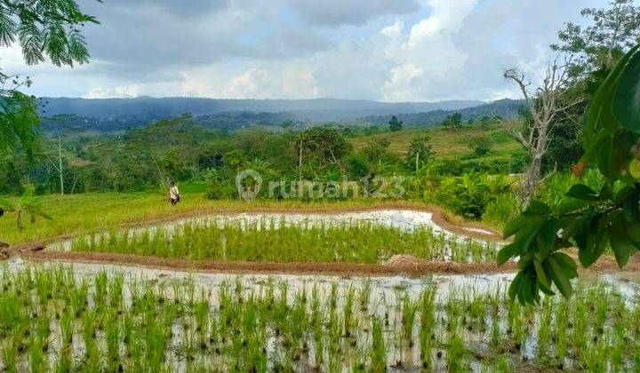 Sawah Produktif Luas Tanah 1,3 ha Dekat Wisata Buah gede Purwakarta 1