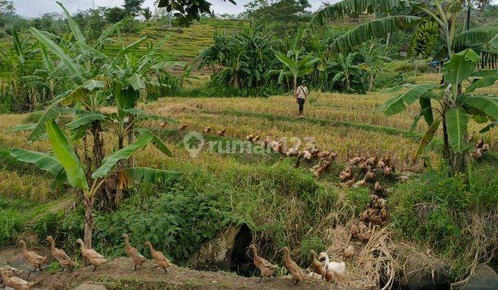 Sawah Produktif Luas Tanah 1,3 ha Dekat Wisata Buah gede Purwakarta 2