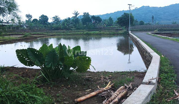  Tambak Ikan/Sawah,murah murah!!Cibungbulang Bogor 1