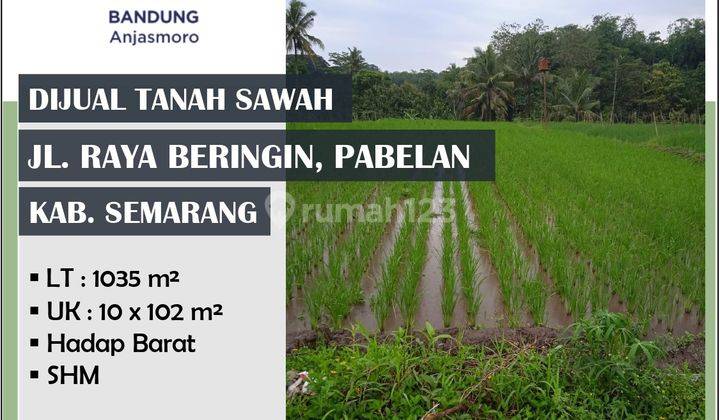 Dijual Tanah Sawah Di Raya Beringin 1