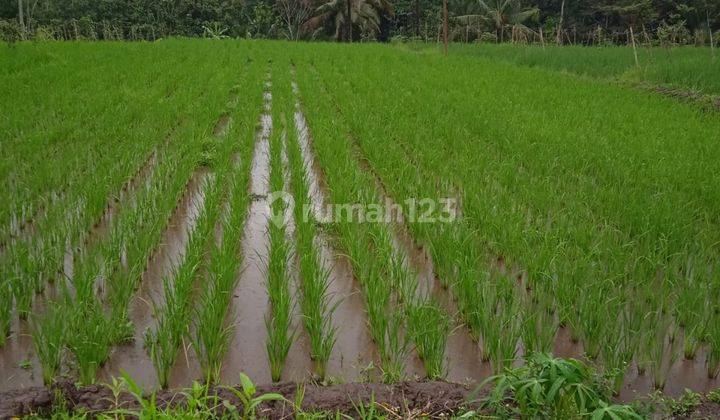 Dijual Tanah Sawah Di Raya Beringin 2