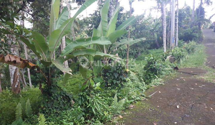 Tanah murah cocok buat villa dan kebun  di Selemadeg Tabanan 2