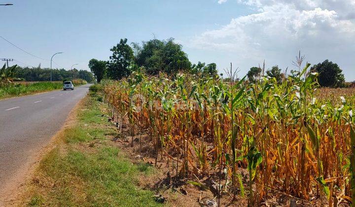 TANAH STRATEGIS NULL RAYA LOWAYU SEDAYU GRESIK  2