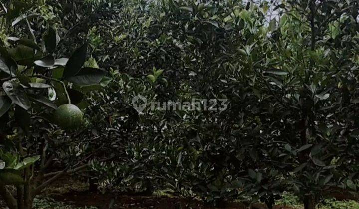 Dijual Murah Kebun Jeruk kurang lebih ada 250 pohon 1