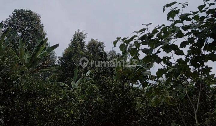 Dijual Murah Kebun Jeruk kurang lebih ada 250 pohon 2