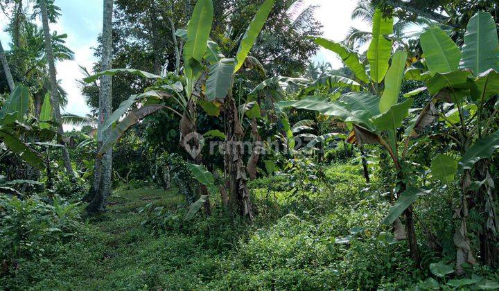 cheap buc land in perean baturiti tabanan 1