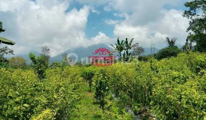 Land for Sale Location Pelaga Land for Sale Location Pelaga